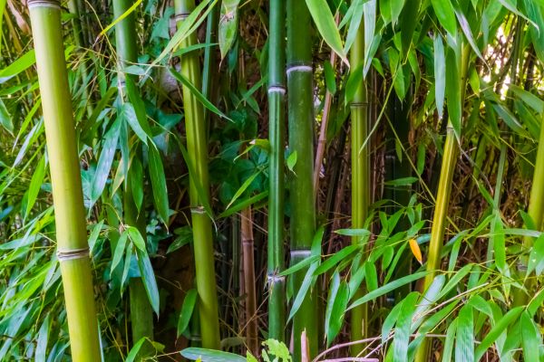 Cost of Bamboo Trimming in Sioux Falls