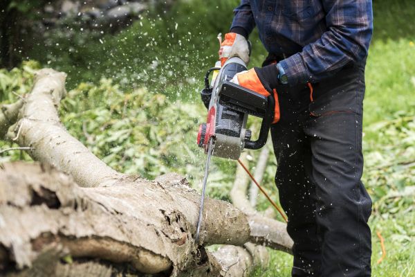 Cost of Branch Removal Service in Sioux Falls