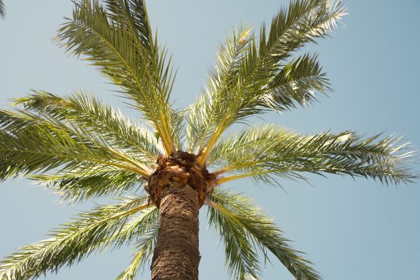 Cost of Palm Tree Pruning in Sioux Falls