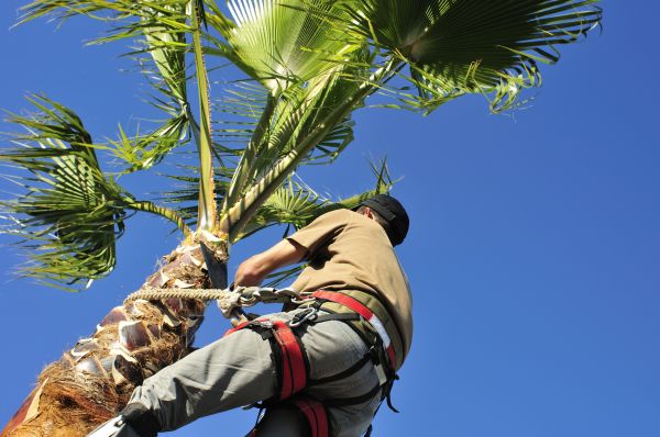 Cost of Palm Tree Trimming in Sioux Falls