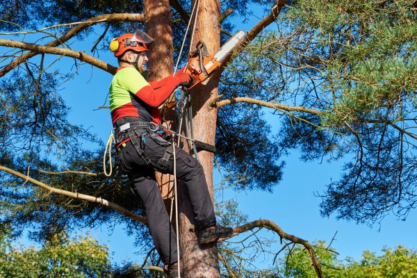 Cost of Tree Service in Sioux Falls