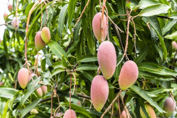 Cost of Mango Tree Trimming in Sioux Falls