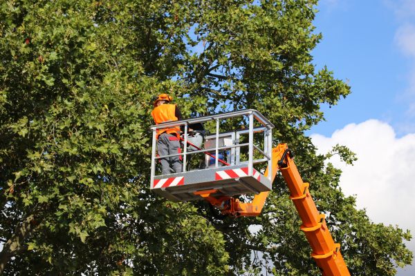 Cost of Commercial Tree Service in Sioux Falls