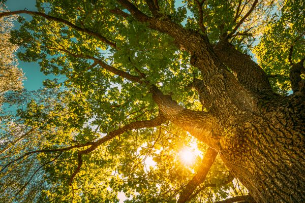Cost of Oak Tree Pruning in Sioux Falls