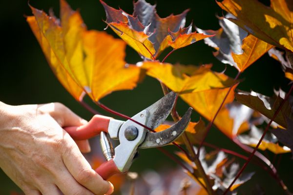 Cost of Maple Tree Pruning in Sioux Falls