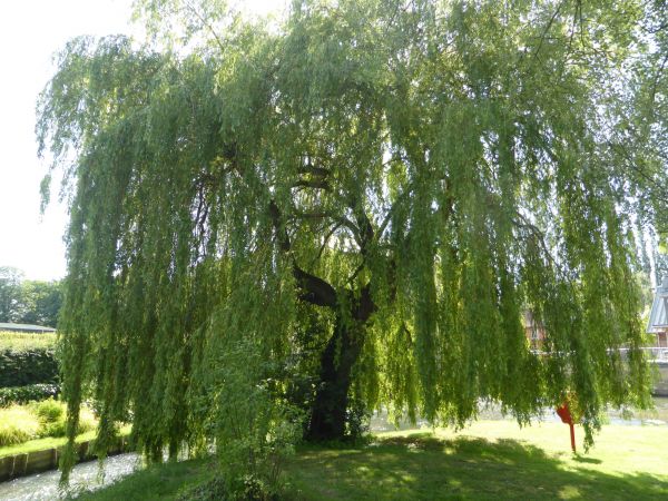 Cost of Willow Tree Trimming in Sioux Falls