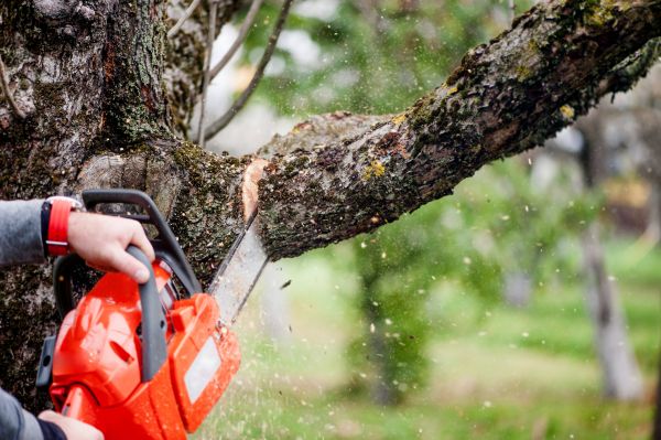 Cost of Tree Limbs Removal in Sioux Falls