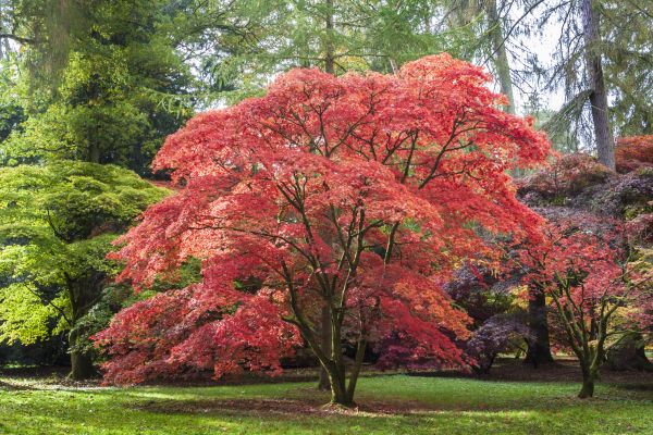 Cost of Japanese Maple Pruning in Sioux Falls