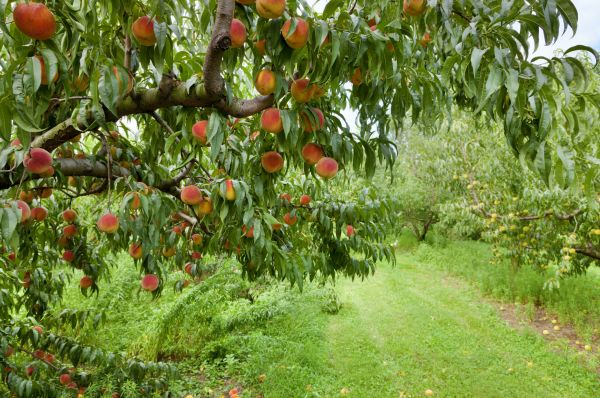 Cost of Peach Tree Pruning in Sioux Falls