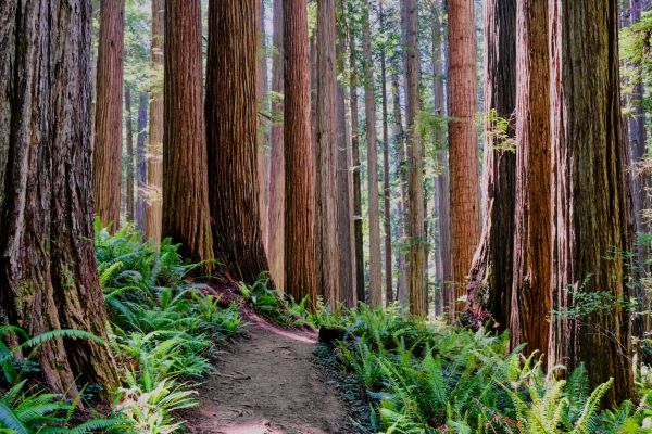 Cost of Redwood Tree Trimming in Sioux Falls