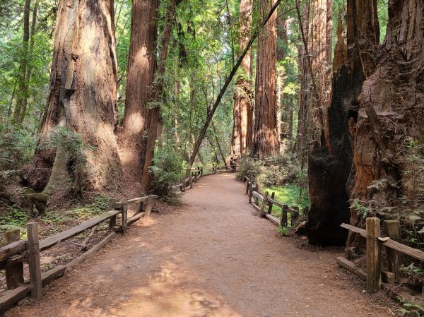 Cost of Redwood Tree Pruning in Sioux Falls