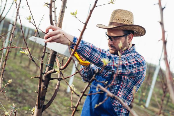 Cost of Orchard Tree Pruning in Sioux Falls
