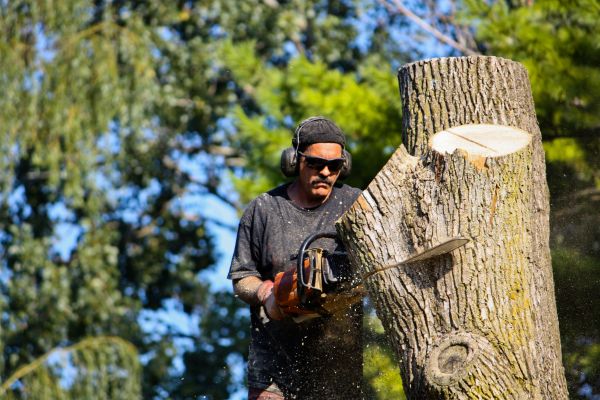 Cost of Ash Tree Pruning in Sioux Falls
