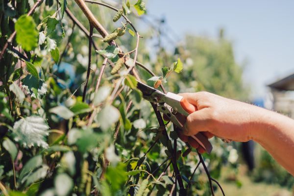 Cost of Birch Tree Pruning in Sioux Falls