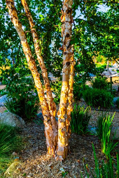 Cost of River Birch Trimming in Sioux Falls