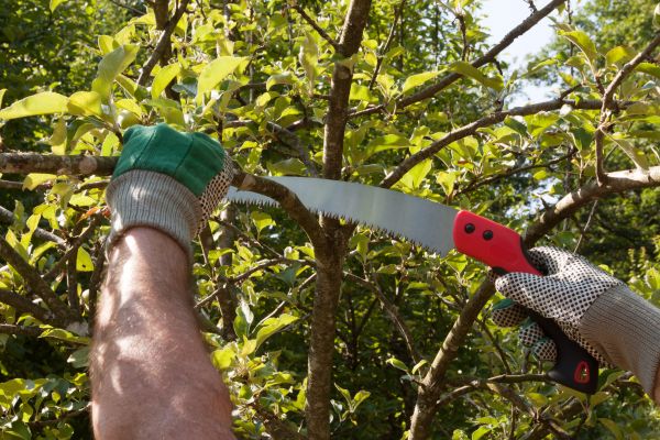 Cost of Apple Tree Trimming in Sioux Falls