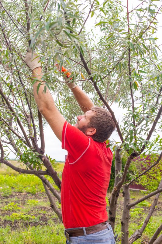 Birch Tree Pruning