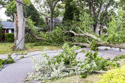 Storm Damage Tree Debris