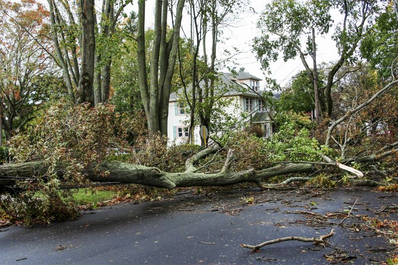 Clearing Fallen Trees from Driveway