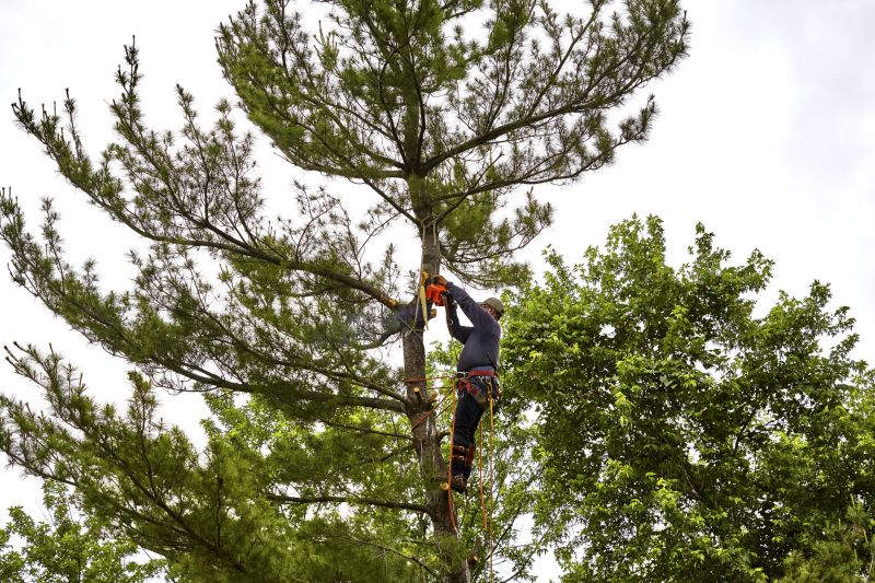 Tree Trimming in Action