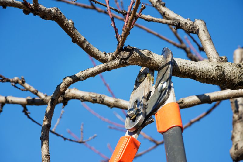 Pruned Tree in Winter